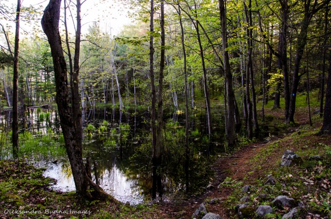 hiking trail at Frontenac Provincial Park