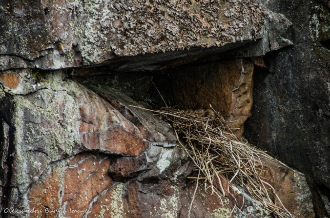 big bird nest on the cliff