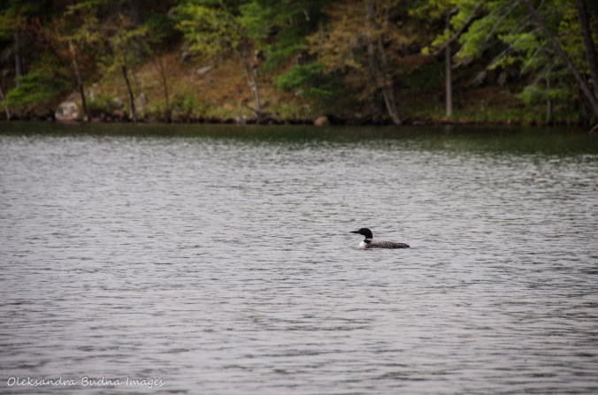 loon on Big Salmon Lake in Frontenac