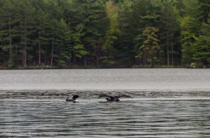 loons on Big Salmon Lake in Frontenac
