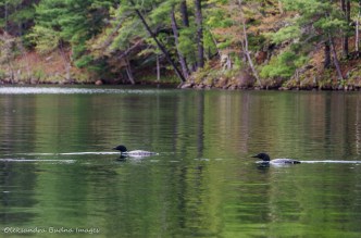 loons on Big Salmon Lake in Frontenac