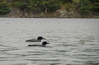 loons on Big Salmon Lake in Frontenac