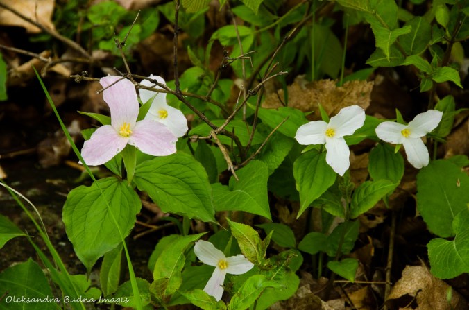trilliums at Frontenac