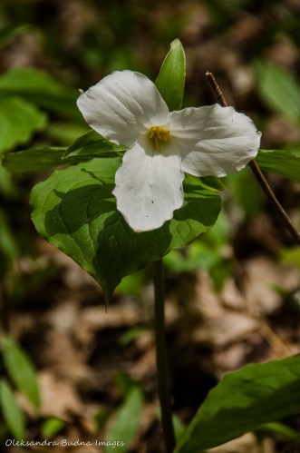 trilliums