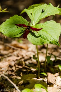 red trillium