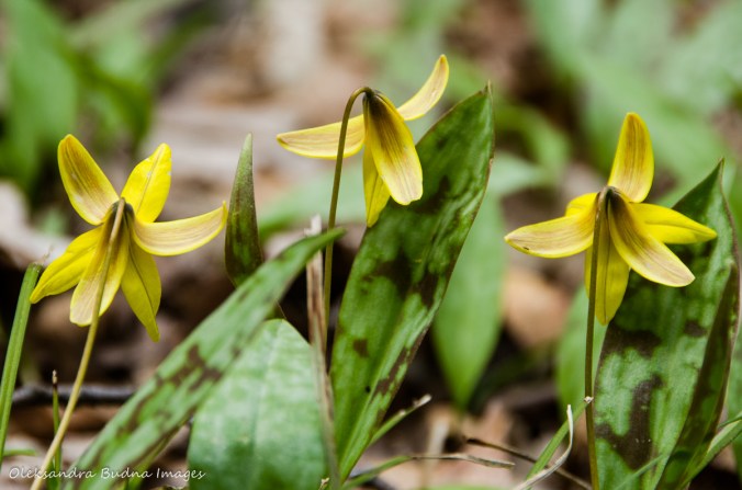 trout lilies