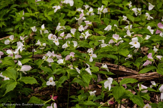 white trilliums