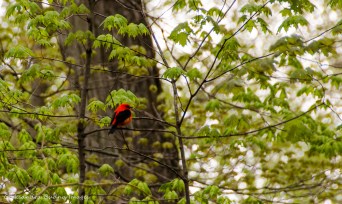 red bird in a tree