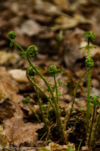 fiddleheads