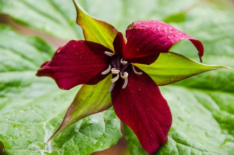 red trillium