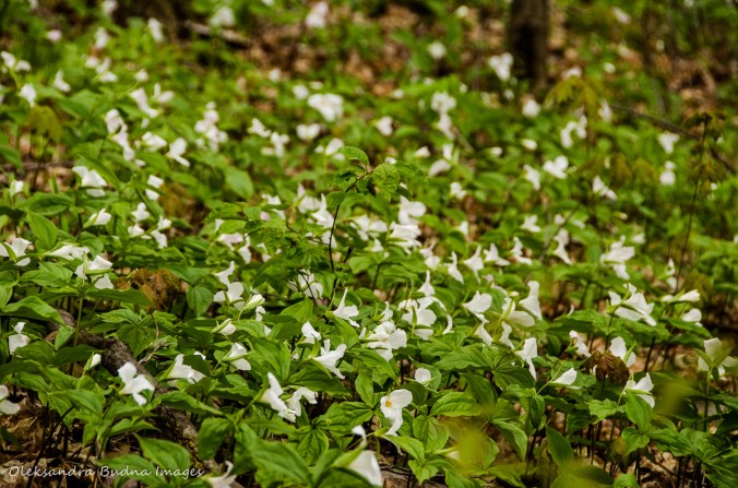 trilliums