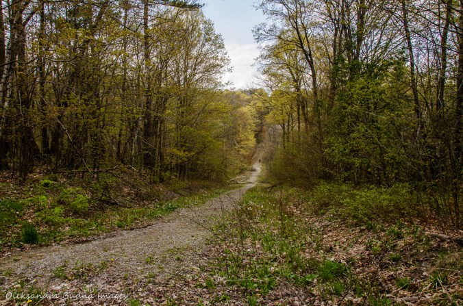 Road 7 access to Happy Valley Forest