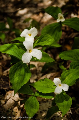 trilliums