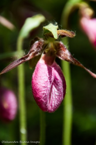 Lady Slipper flower