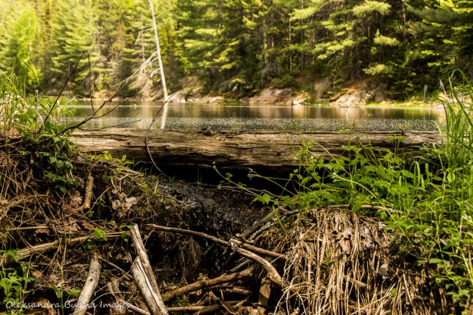 beaver dam along Centennial Ridges trail in Algonquin