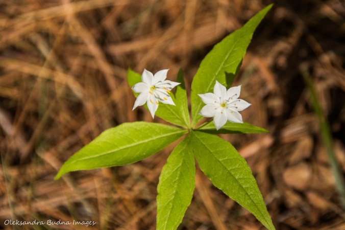 white flowers