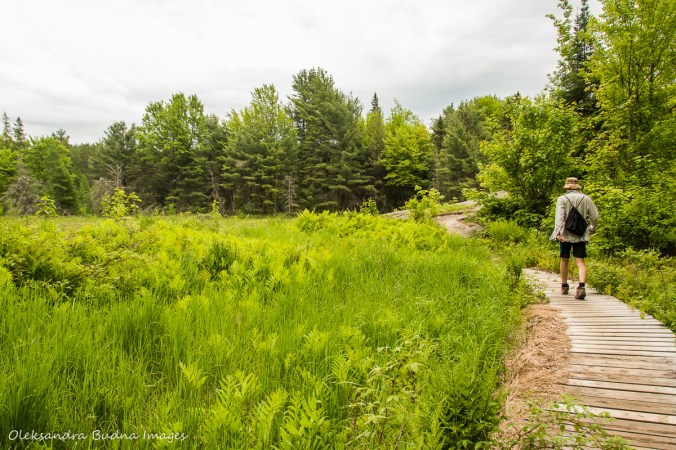 hiking Centennial Ridges in Algonquin