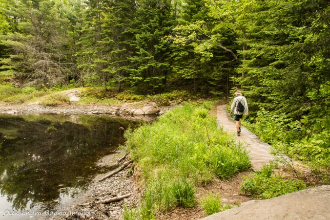enjoying the views from Centennial Ridges in Algonquin