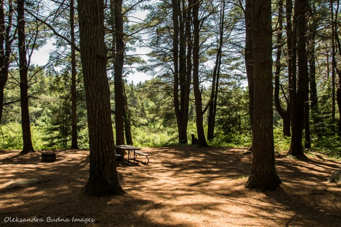 campsite 471 at Pog Lake Campground in Algonquin
