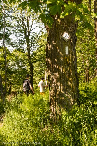 Bruce Trail between Albion Falls and Felker's Falls