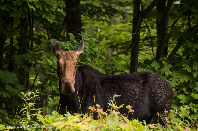 moose in Algonquin