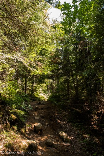 Highland Trail in Algonquin