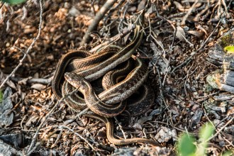 garter snakes