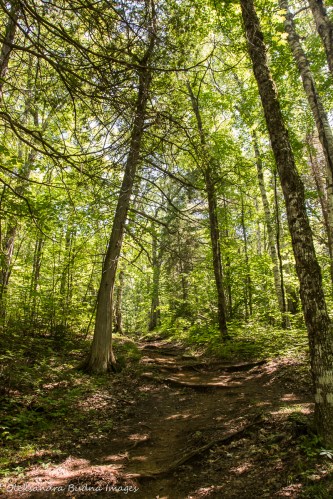 Highland Trail in Algonquin