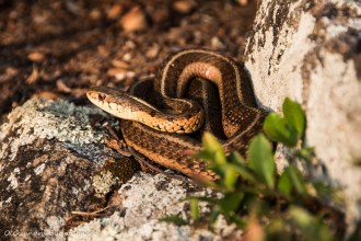 garter snake