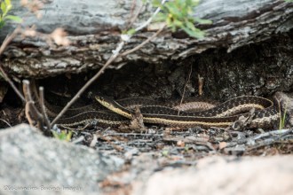 garter snakes