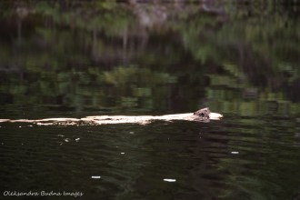 beaver on Faya Lake in Algonquin