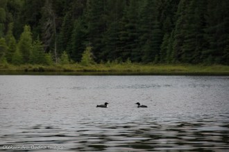 loons on Faya Lake in Algonquin