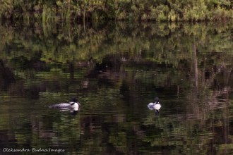 loons on Faya Lake in Algonquin