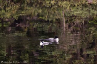 loons on Faya Lake in Algonquin