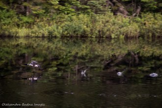loons on Faya Lake in Algonquin