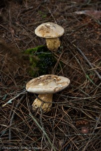 mushrooms in the forest