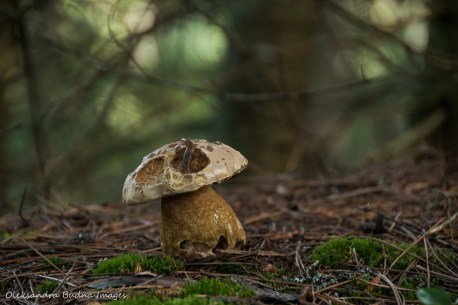 mushroom in the forest