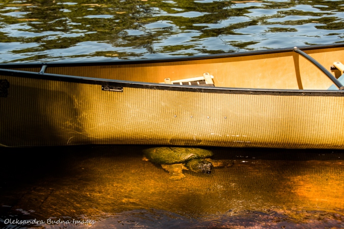 snapping turtle under a canoe