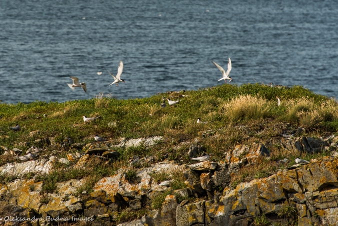 seagulls in Elliston in Newfoundland