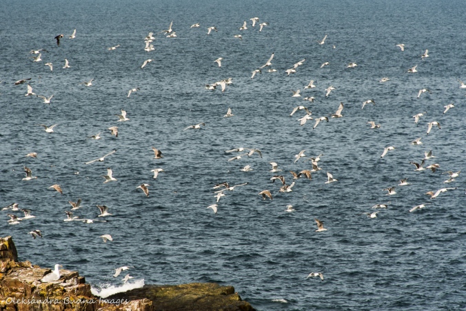 seabirds in Elliston in Newfoundland