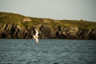 white seagull flying