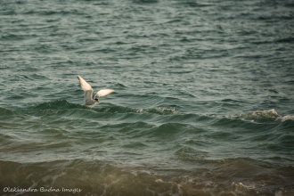 white seagull in the water