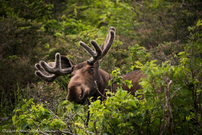 moose in Newfoundland
