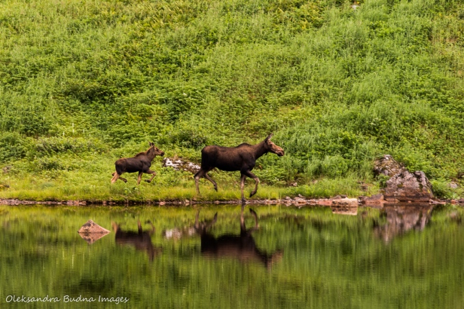moose cow and calf