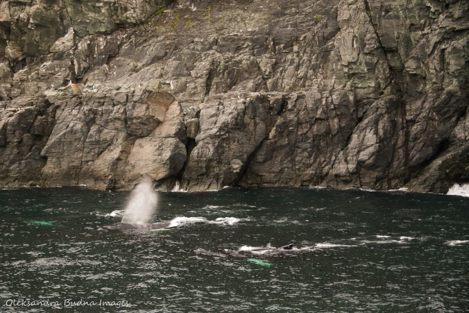 humpback whale sin St. Anthony Newfoundland