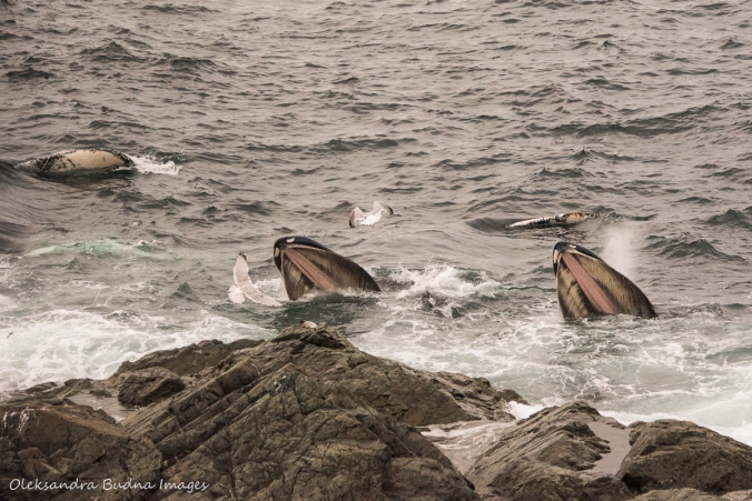 humpback whales in St. Anthony Newfoundland