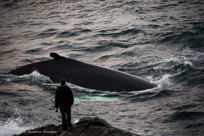 man and humpback whale in St. Anthony Newfoundland