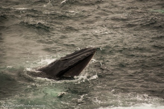 humpback whale in St. Anthony Newfoundland