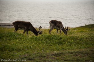 woodland caribou at Port au Choix in Newfoundland