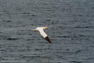 northern gannet in St. Anthony in Newfoundland